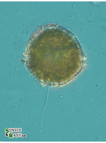 Peridinium willei