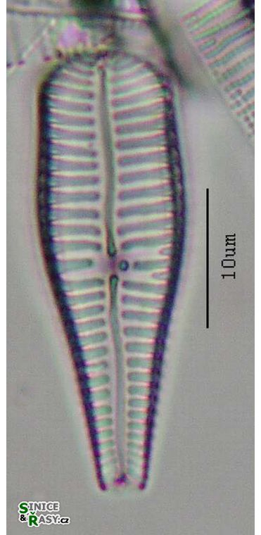Gompohonema truncatum