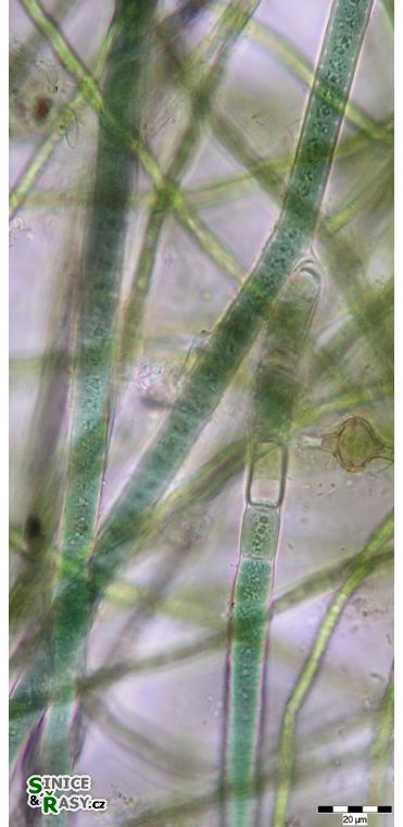 Tolypothrix