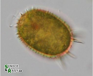 Trachelomonas armata