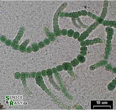 Mastigocladus