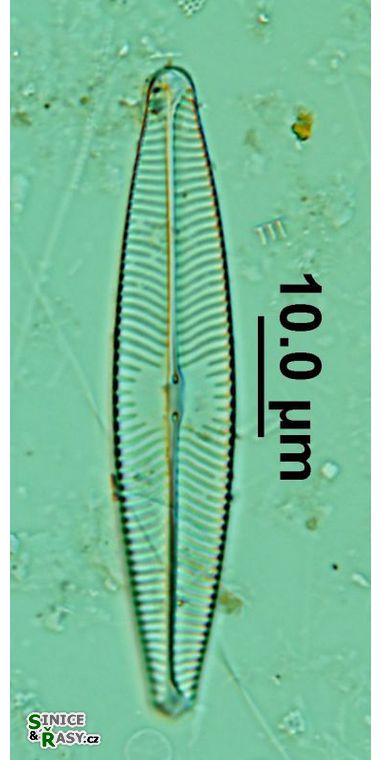 Navicula lanceolata