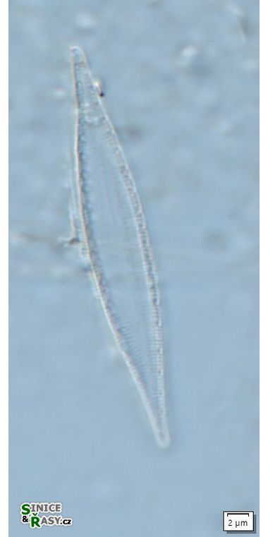 Stenopterobia delicatissima