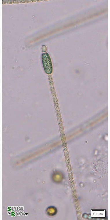 Cylindrospermum stagnale