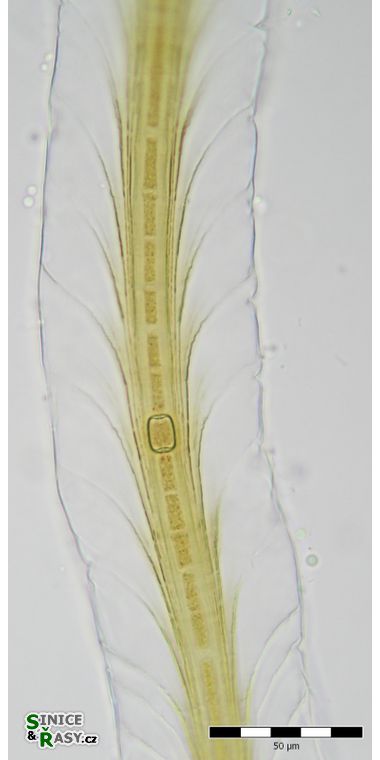 Petalonema alatum
