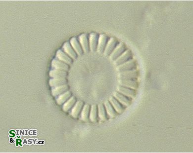 Cyclotella meneghiniana