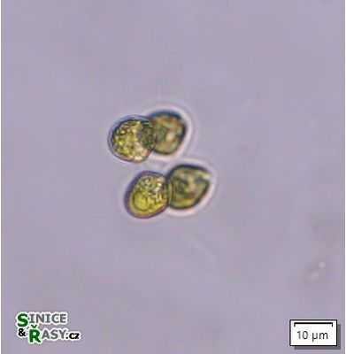 Tetrabaena socialis