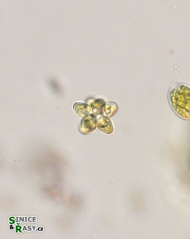 Coleastrum pseudomicroporum