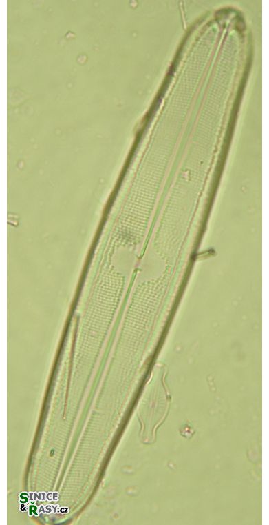 Neidium ampliatum