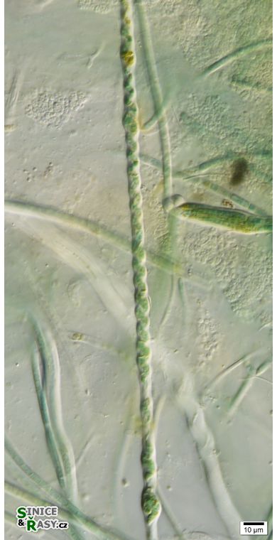 cf. Nodosilinea