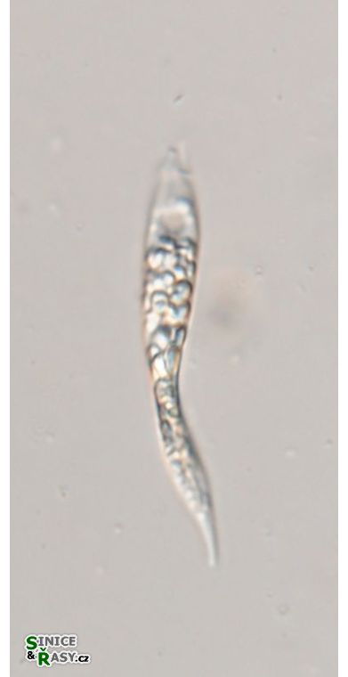 Astasia harrisii