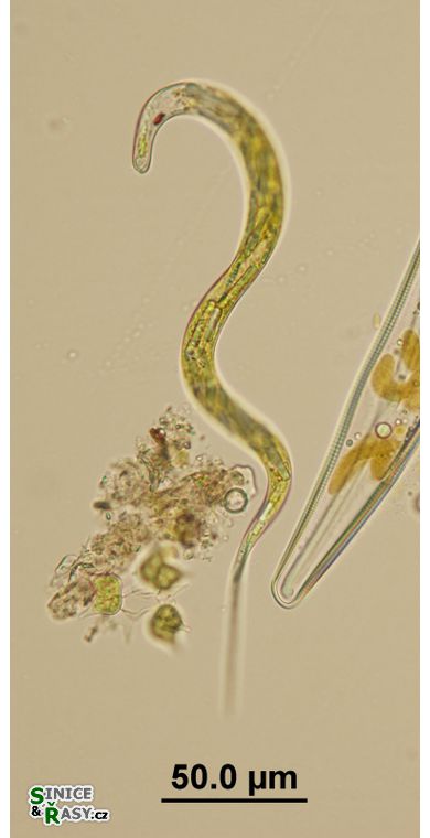 Lepocinclis acus
