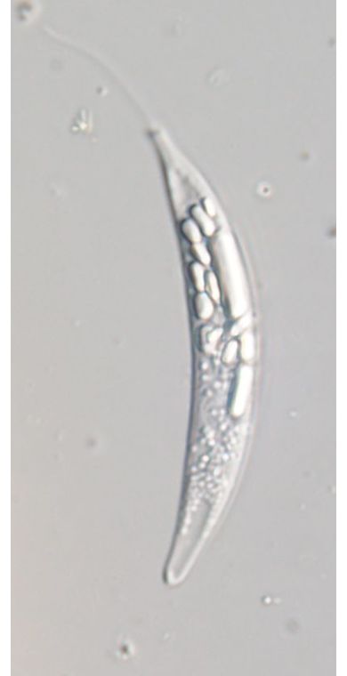 Menoidium pellucidum