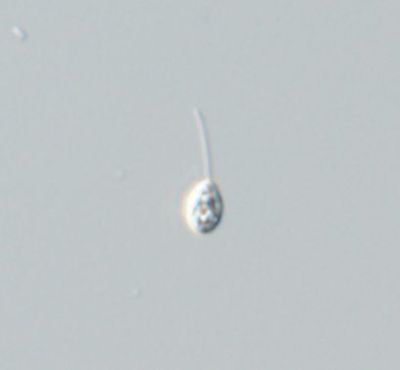 Petalomonas pusilla
