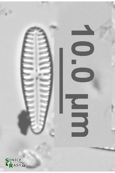 Gomphonema minutum