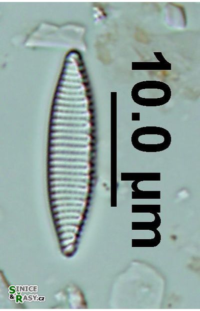 Nitzschia amphibia