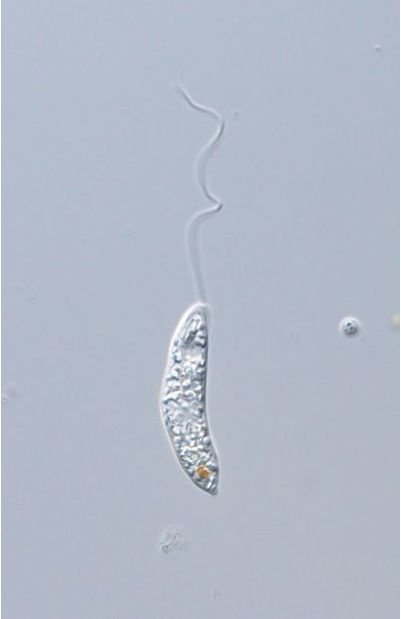 Jenningsia inflexum