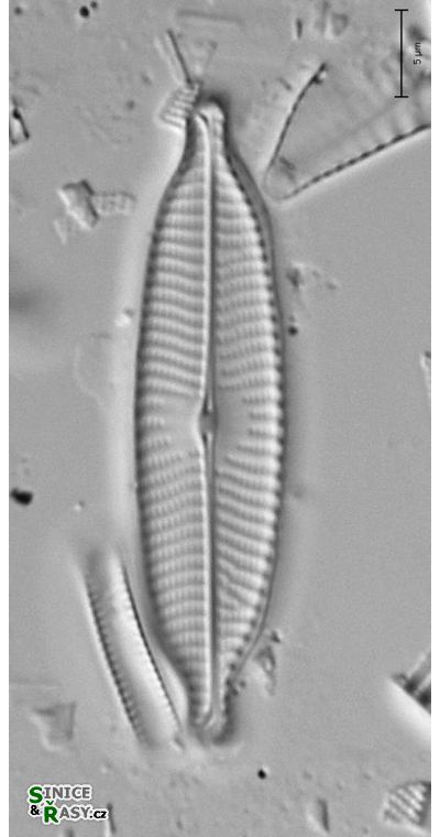 Navicula rostellata