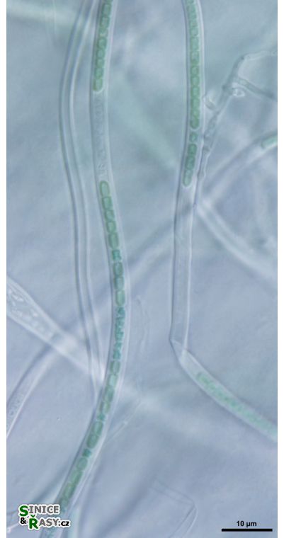 Leptolyngbya