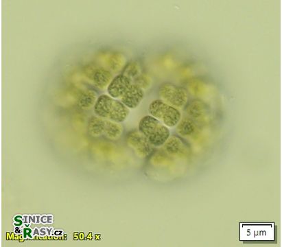 Gomphosphaeria aponina