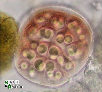 Gloeocapsa sanguinea