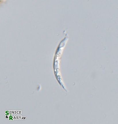 Astasia curvata