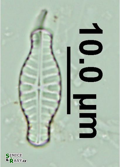 Hippodonta capitata