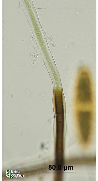 Scytonema cf. myochrous