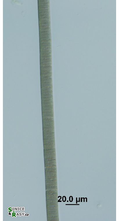 Oscillatoria cf. major