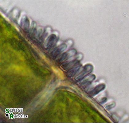 Chamaesiphon amethystinus