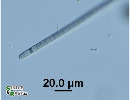 Phormidium lividum