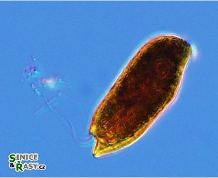 Cryptomonas reflexa