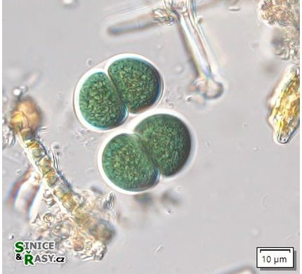 Chroococcus subnudus