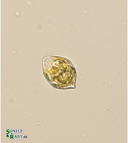 Lepocinclis fusiformis