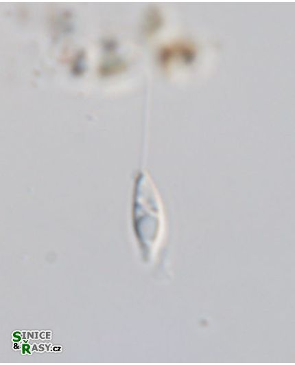 Sphenomonas teres