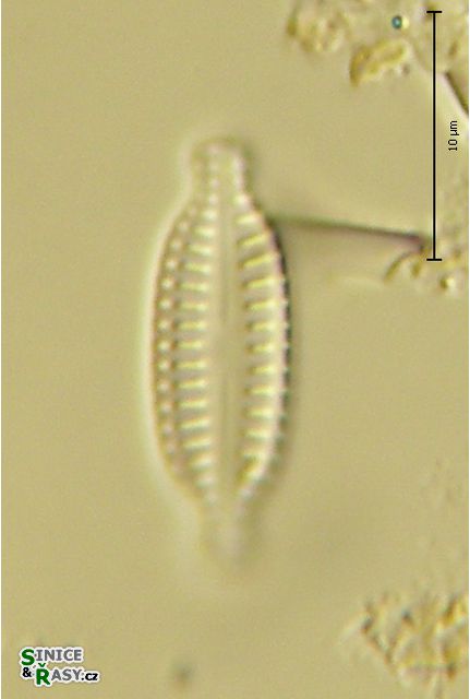 Achnanthes kolbei