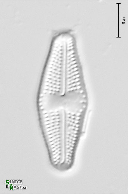 Luticola mutica