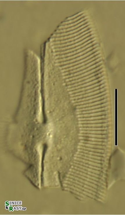 Caloneis amphisbaena