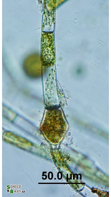 Oedogonium sexangulare