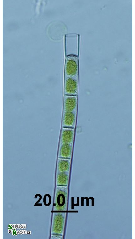 Ekerewekia churiensis