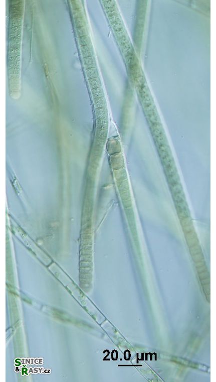 Tolypothrix tenuis