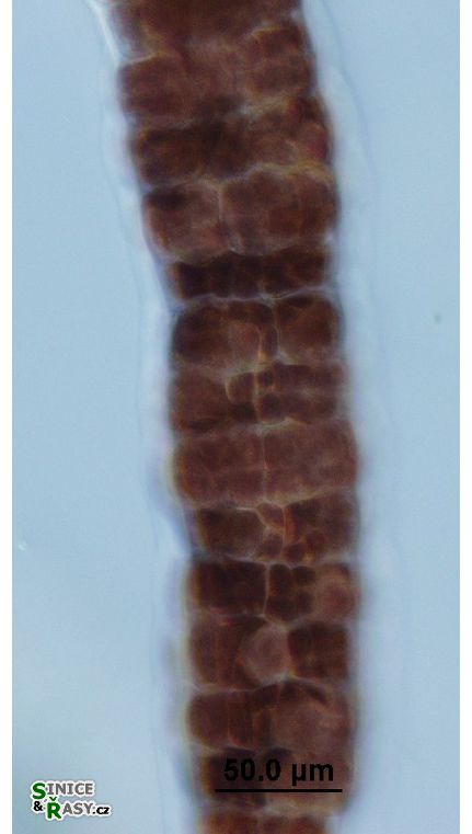 Bangia atropurpurea 