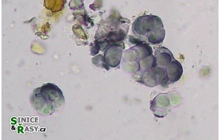 Gloeocapsa alpina