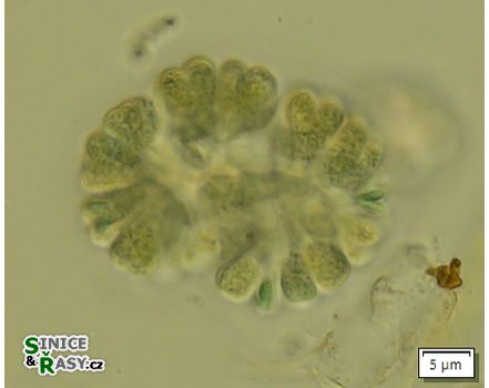 Gomphosphaeria aponina