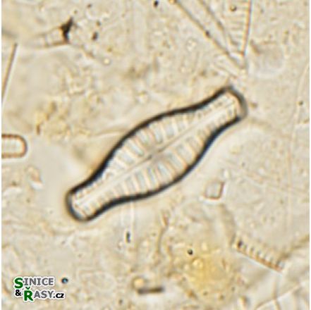 Hippodonta capitata