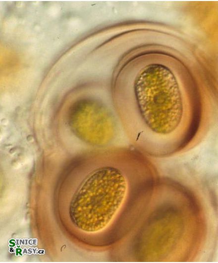 Mesotaenium testaceovaginatum