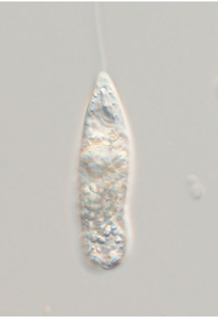 Pseudoperanema trichophorum