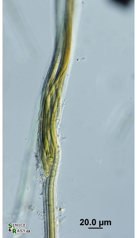 Dichothrix ledereri