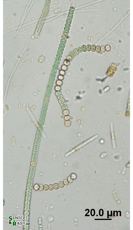 Nodularia harveyana