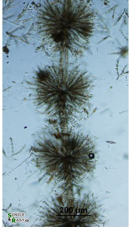 Batrachospermum turfosum